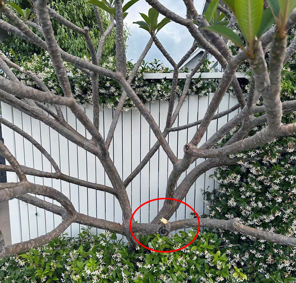 Frangipani tree